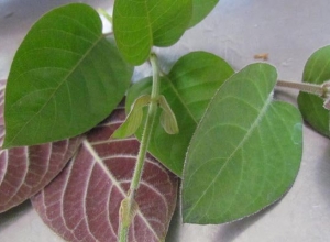 Thực hư việc chữa trào ngược dạ dày bằng lá mơ lông, liệu có hiệu quả như lời đồn?